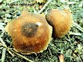 Pluteus minutissimus-amf1507